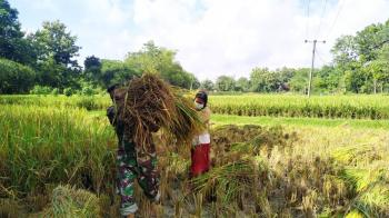 Bantu Petani Memanen Padi, Upaya Satgas TMMD Bojonegoro Dukung Swasembada Pangan